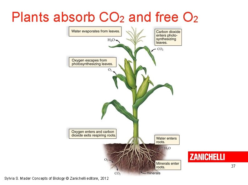 Plants absorb CO 2 and free O 2 37 Sylvia S. Mader Concepts of