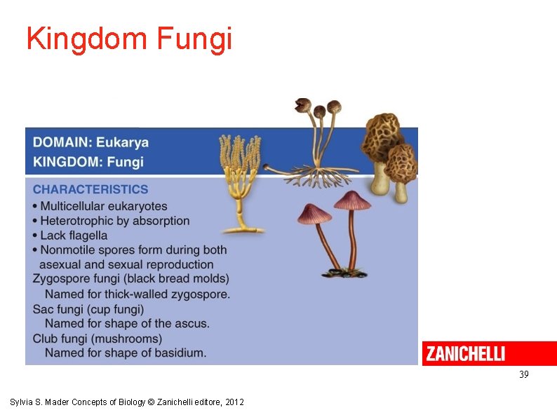 Kingdom Fungi 39 Sylvia S. Mader Concepts of Biology © Zanichelli editore, 2012 