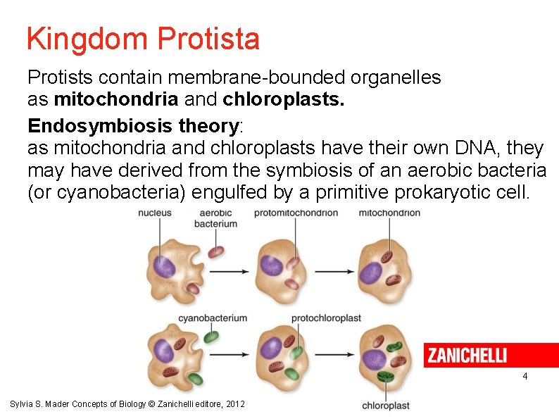 Kingdom Protista Protists contain membrane-bounded organelles as mitochondria and chloroplasts. Endosymbiosis theory: as mitochondria