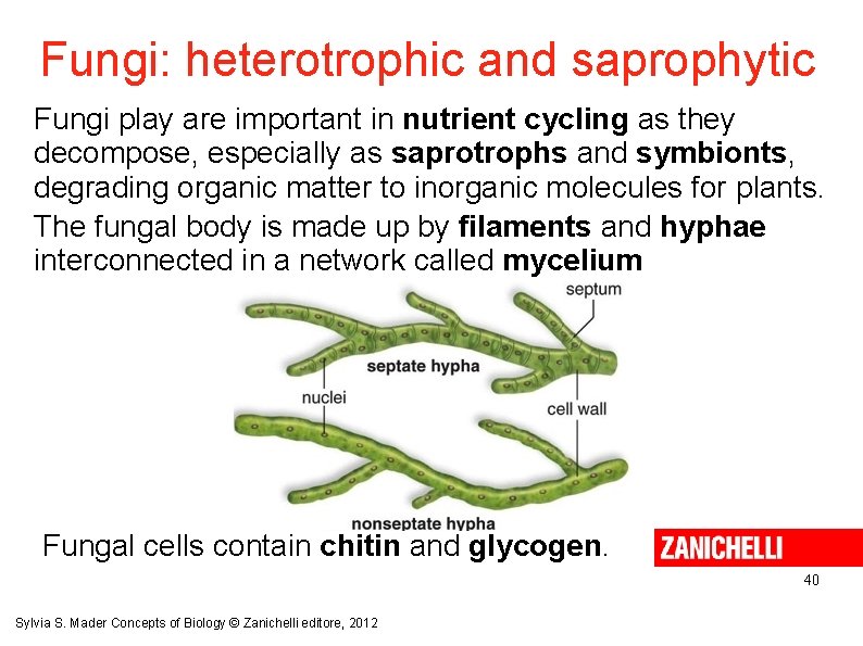 Fungi: heterotrophic and saprophytic Fungi play are important in nutrient cycling as they decompose,