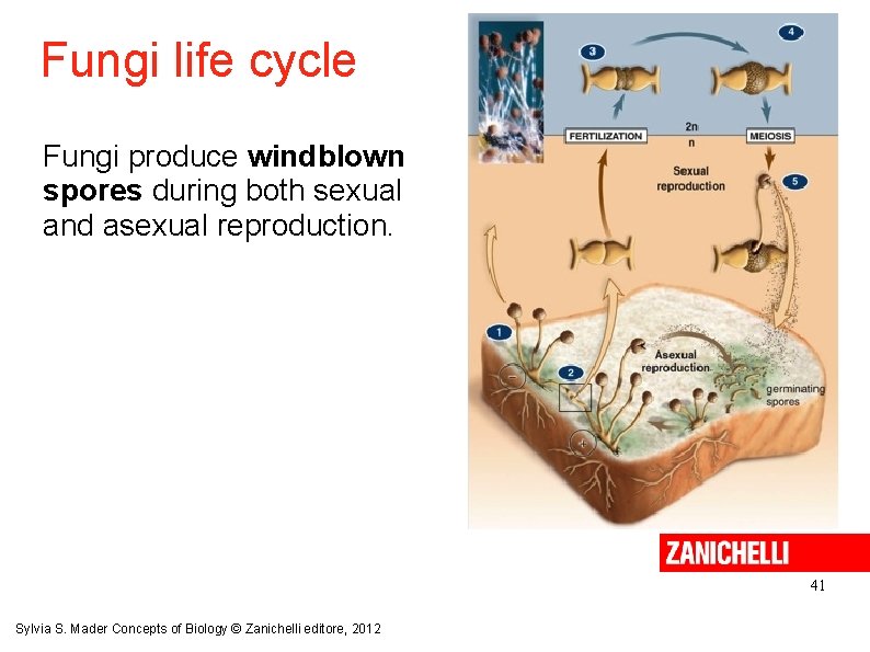 Fungi life cycle Fungi produce windblown spores during both sexual and asexual reproduction. 41