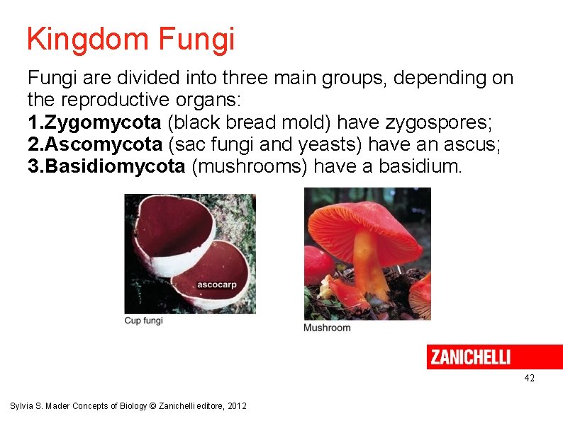 Kingdom Fungi are divided into three main groups, depending on the reproductive organs: 1.