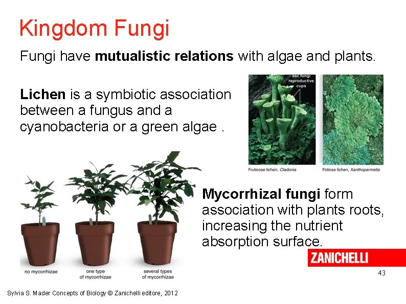 Kingdom Fungi have mutualistic relations with algae and plants. Lichen is a symbiotic association