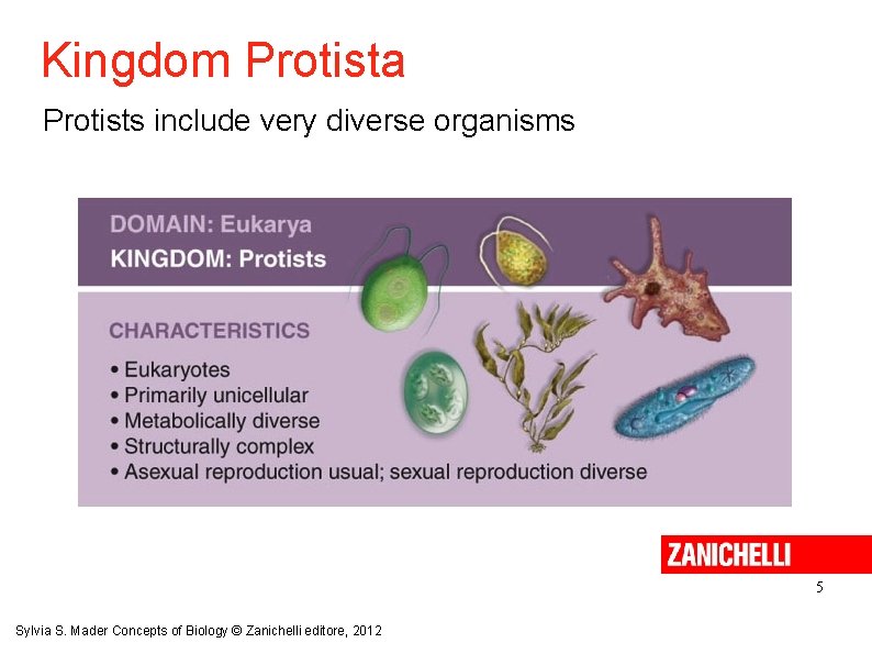 Kingdom Protista Protists include very diverse organisms 5 Sylvia S. Mader Concepts of Biology