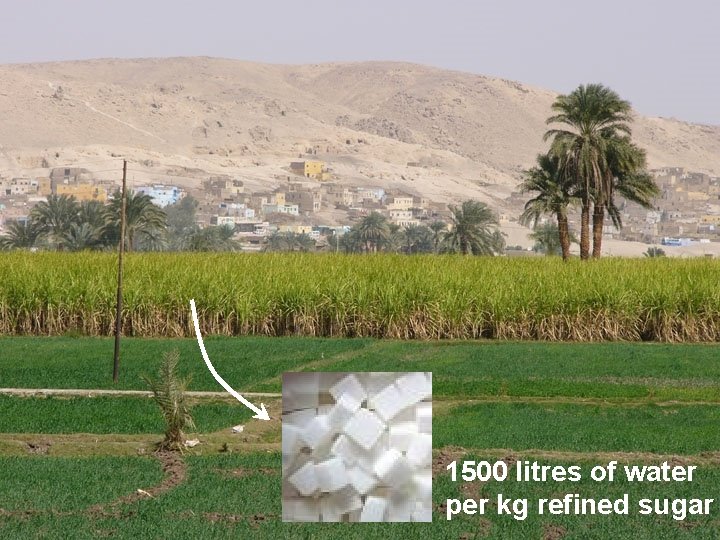 1500 litres of water per kg refined sugar 