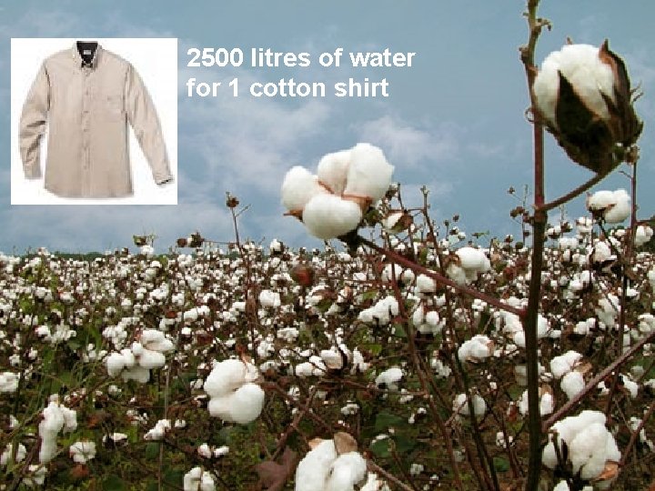 2500 litres of water for 1 cotton shirt 
