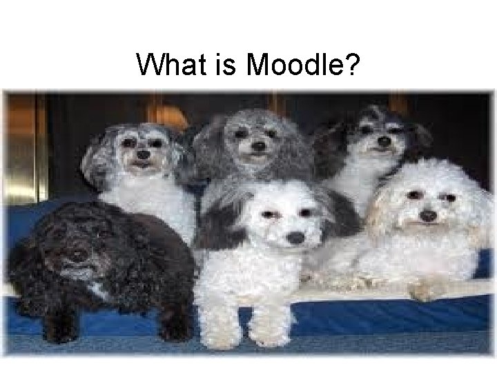 What is Moodle? • It is not a Maltese Poodle Cross • Modular Object-Oriented