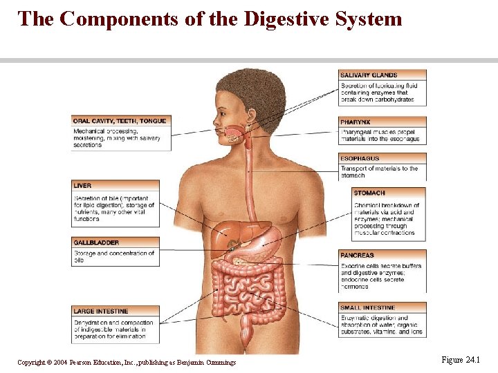The Components of the Digestive System Copyright © 2004 Pearson Education, Inc. , publishing