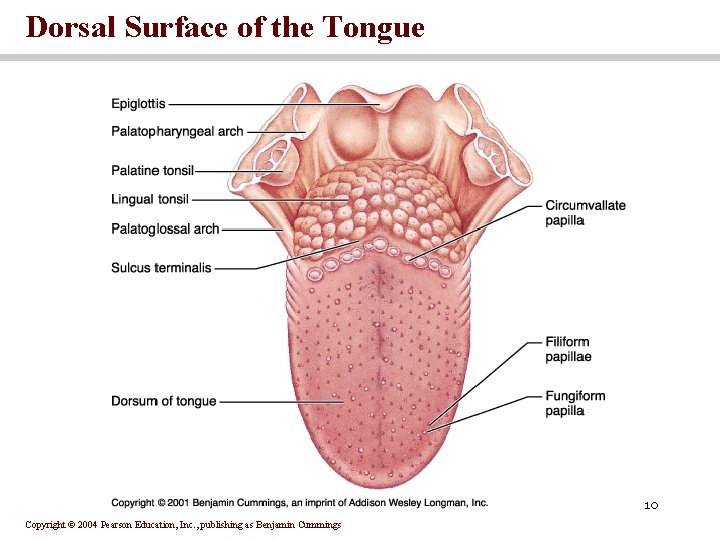 Dorsal Surface of the Tongue 10 Copyright © 2004 Pearson Education, Inc. , publishing