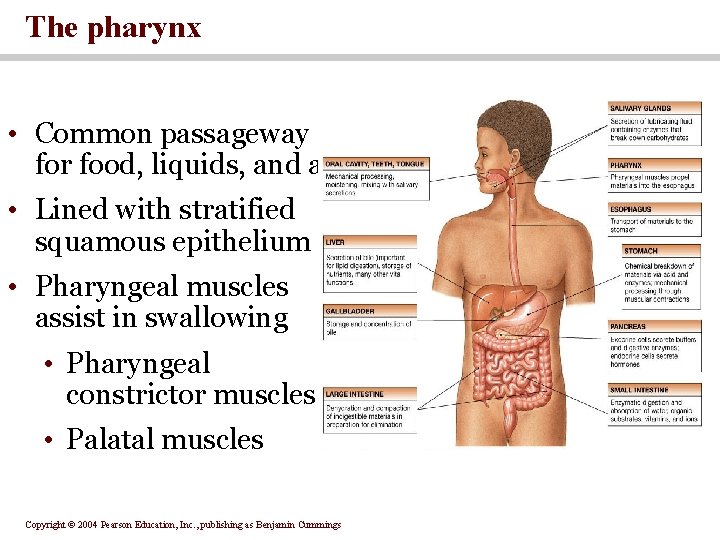 The pharynx • Common passageway for food, liquids, and air • Lined with stratified