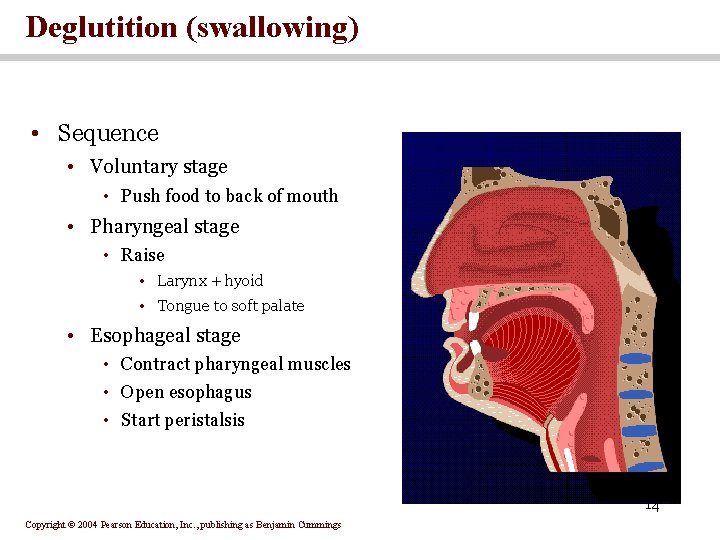 Deglutition (swallowing) • Sequence • Voluntary stage • Push food to back of mouth