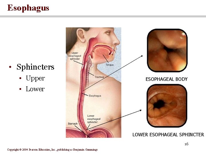 Esophagus • Sphincters • Upper • Lower 16 Copyright © 2004 Pearson Education, Inc.