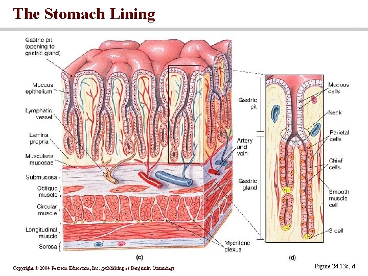 The Stomach Lining Copyright © 2004 Pearson Education, Inc. , publishing as Benjamin Cummings