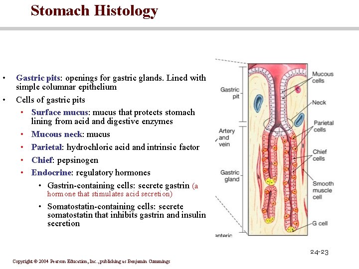 Stomach Histology • • Gastric pits: openings for gastric glands. Lined with simple columnar