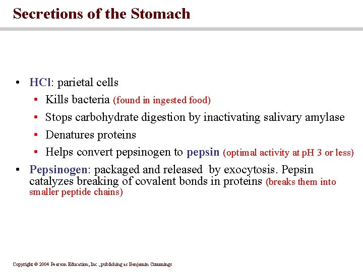 Secretions of the Stomach • HCl: parietal cells • Kills bacteria (found in ingested