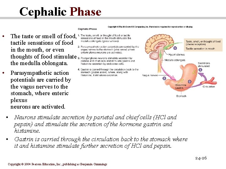 Cephalic Phase • The taste or smell of food, tactile sensations of food in