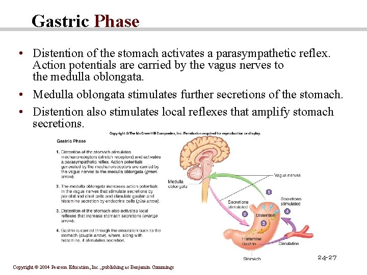 Gastric Phase • Distention of the stomach activates a parasympathetic reflex. Action potentials are