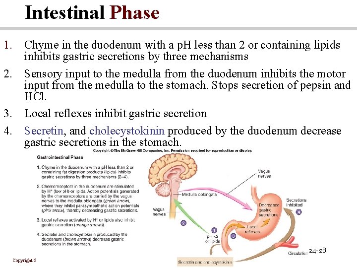 Intestinal Phase 1. Chyme in the duodenum with a p. H less than 2