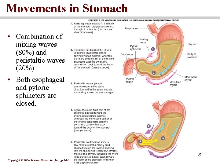 Movements in Stomach • Combination of mixing waves (80%) and peristaltic waves (20%) •