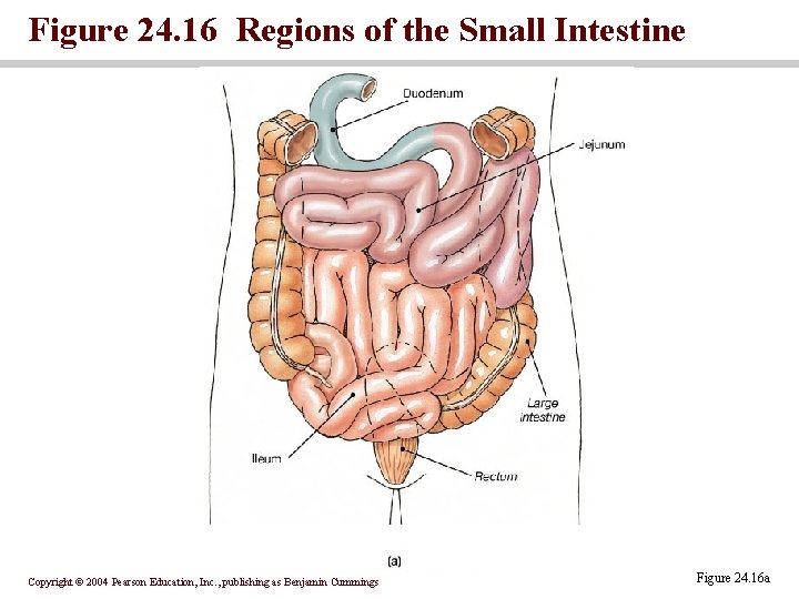 Figure 24. 16 Regions of the Small Intestine Copyright © 2004 Pearson Education, Inc.