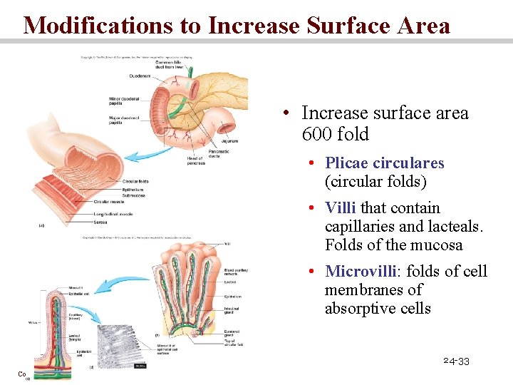 Modifications to Increase Surface Area • Increase surface area 600 fold • Plicae circulares