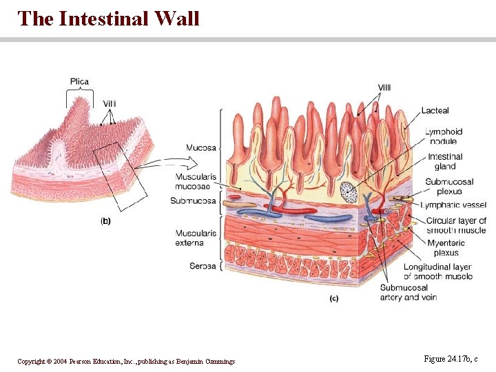 The Intestinal Wall Copyright © 2004 Pearson Education, Inc. , publishing as Benjamin Cummings