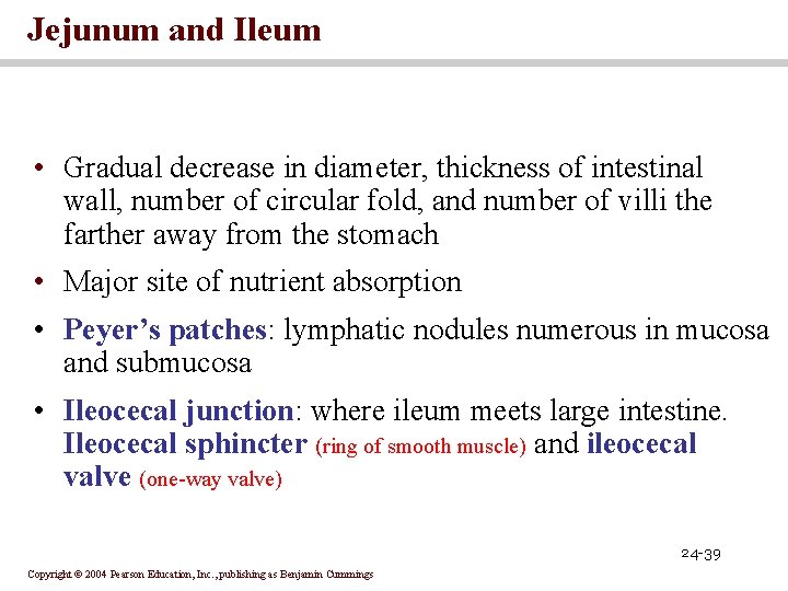 Jejunum and Ileum • Gradual decrease in diameter, thickness of intestinal wall, number of