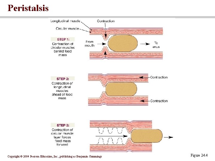 Peristalsis Copyright © 2004 Pearson Education, Inc. , publishing as Benjamin Cummings Figure 24.