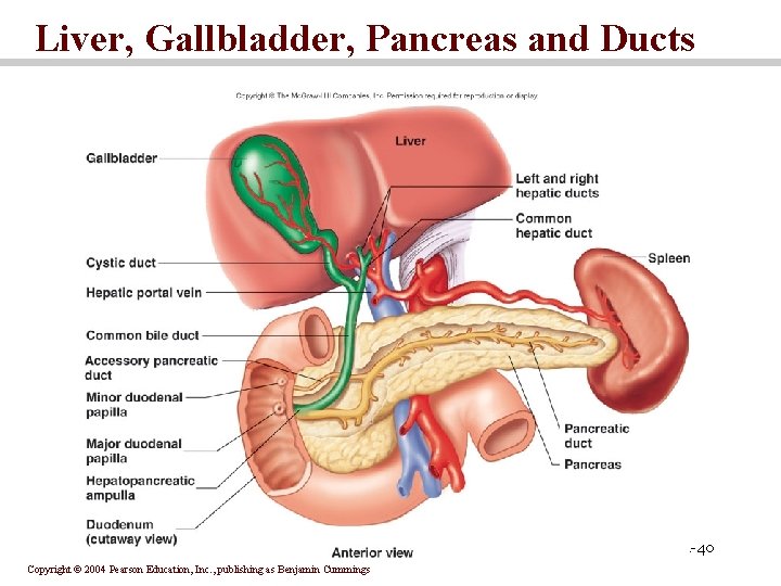Liver, Gallbladder, Pancreas and Ducts 24 -40 Copyright © 2004 Pearson Education, Inc. ,