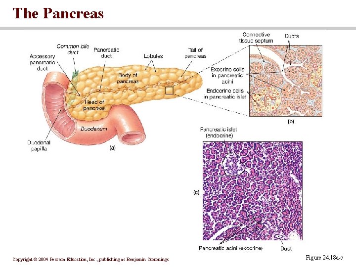 The Pancreas Copyright © 2004 Pearson Education, Inc. , publishing as Benjamin Cummings Figure