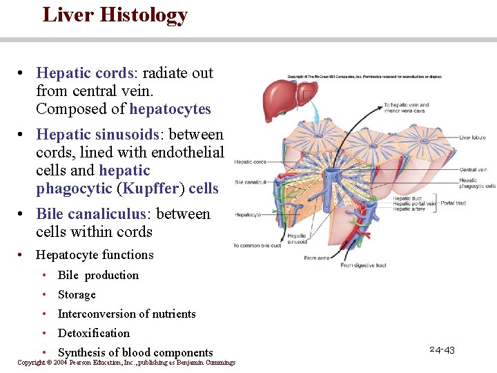 Liver Histology • Hepatic cords: radiate out from central vein. Composed of hepatocytes •