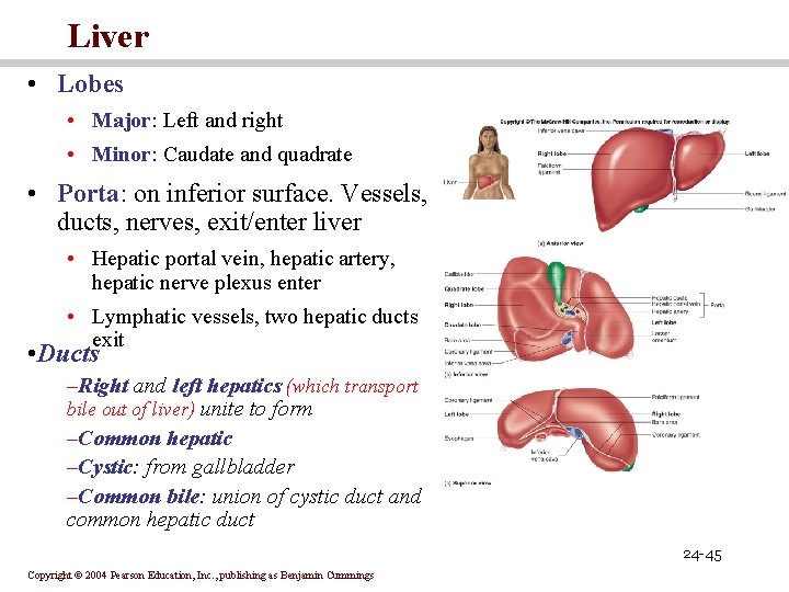 Liver • Lobes • Major: Left and right • Minor: Caudate and quadrate •