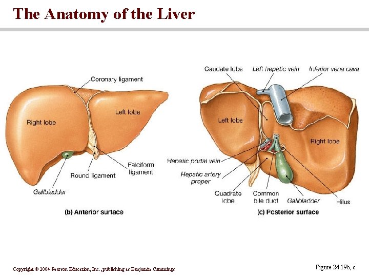 The Anatomy of the Liver Copyright © 2004 Pearson Education, Inc. , publishing as