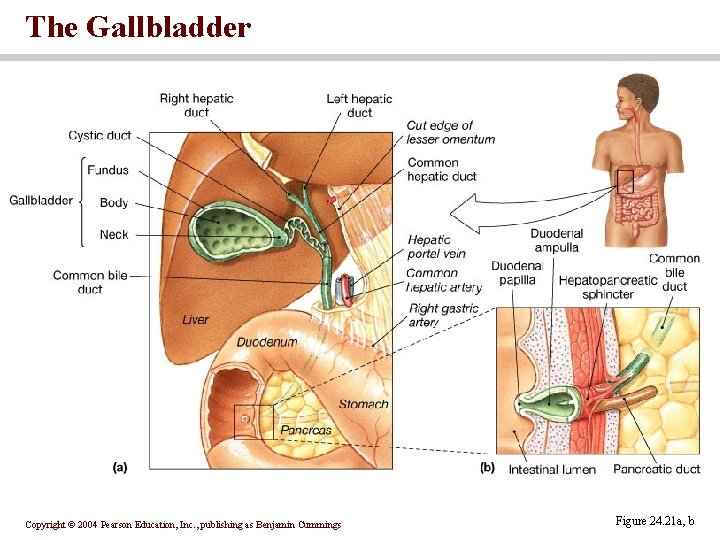 The Gallbladder Copyright © 2004 Pearson Education, Inc. , publishing as Benjamin Cummings Figure