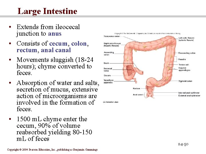 Large Intestine • Extends from ileocecal junction to anus • Consists of cecum, colon,
