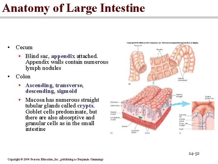 Anatomy of Large Intestine • Cecum • Blind sac, appendix attached. Appendix walls contain