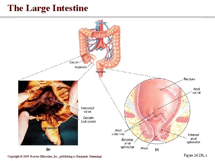 The Large Intestine Copyright © 2004 Pearson Education, Inc. , publishing as Benjamin Cummings