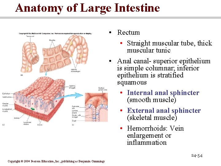 Anatomy of Large Intestine • Rectum • Straight muscular tube, thick muscular tunic •