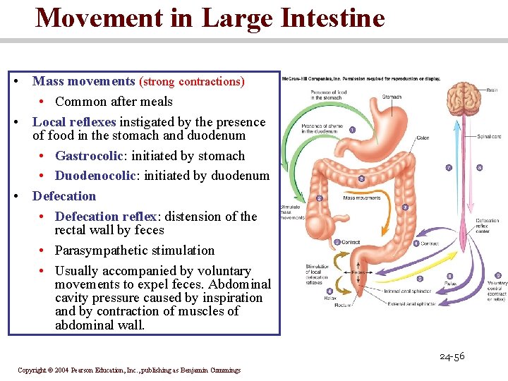 Movement in Large Intestine • Mass movements (strong contractions) • Common after meals •