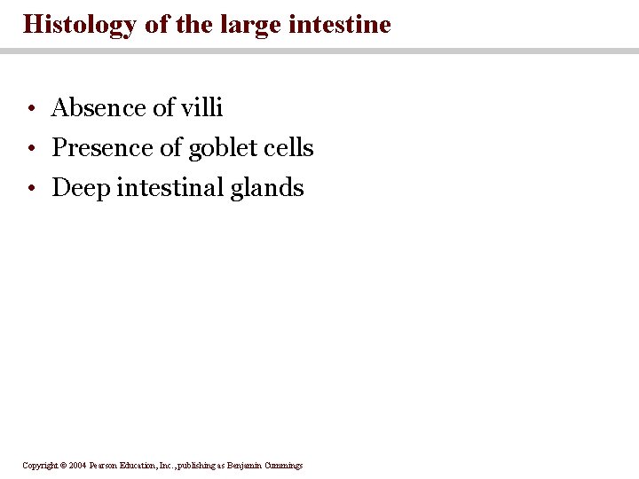 Histology of the large intestine • Absence of villi • Presence of goblet cells