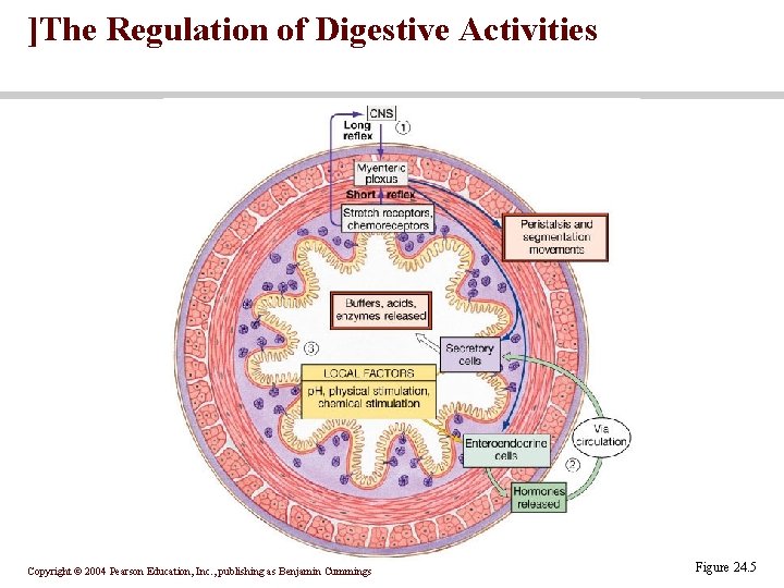]The Regulation of Digestive Activities Copyright © 2004 Pearson Education, Inc. , publishing as