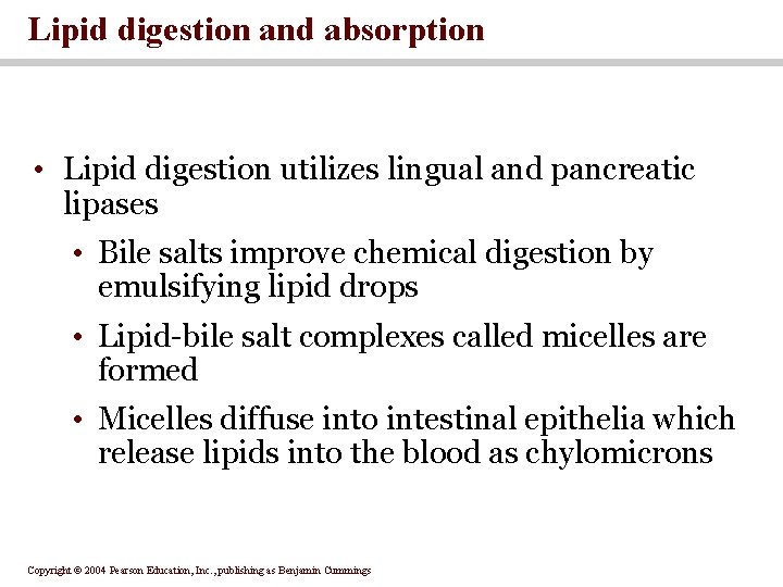 Lipid digestion and absorption • Lipid digestion utilizes lingual and pancreatic lipases • Bile