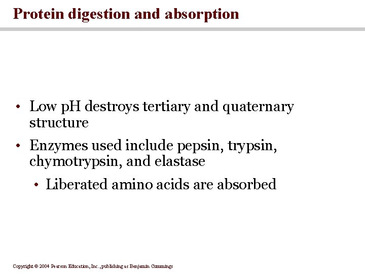 Protein digestion and absorption • Low p. H destroys tertiary and quaternary structure •