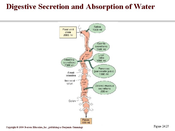 Digestive Secretion and Absorption of Water Copyright © 2004 Pearson Education, Inc. , publishing