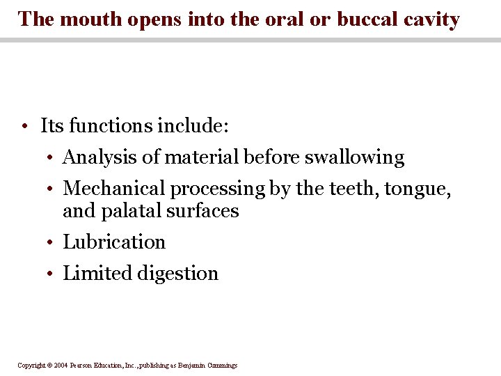 The mouth opens into the oral or buccal cavity • Its functions include: •