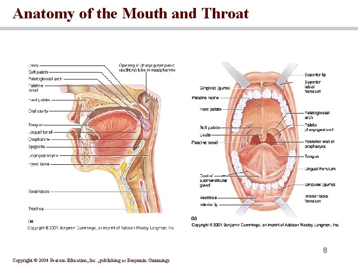 Anatomy of the Mouth and Throat 8 Copyright © 2004 Pearson Education, Inc. ,