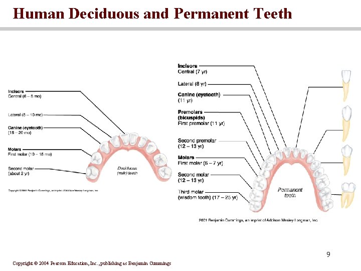 Human Deciduous and Permanent Teeth 9 Copyright © 2004 Pearson Education, Inc. , publishing