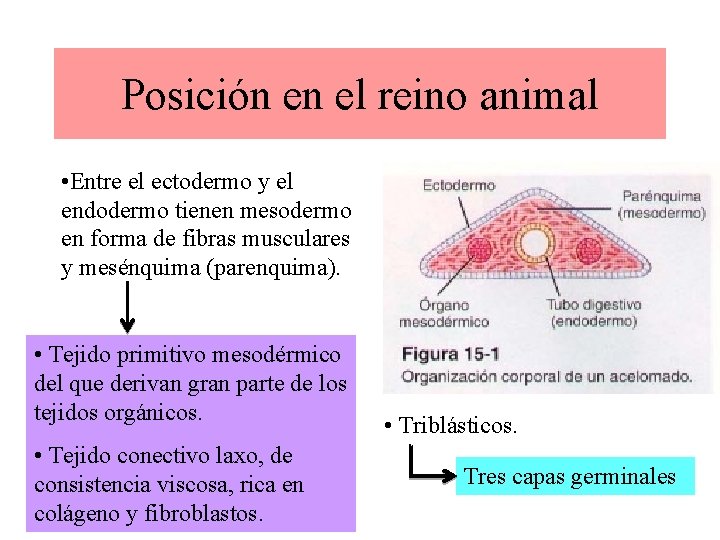 Posición en el reino animal • Entre el ectodermo y el endodermo tienen mesodermo