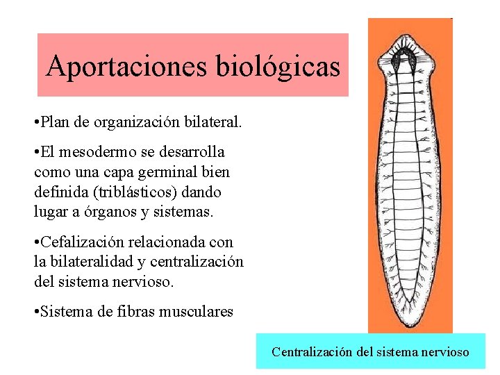 Aportaciones biológicas • Plan de organización bilateral. • El mesodermo se desarrolla como una