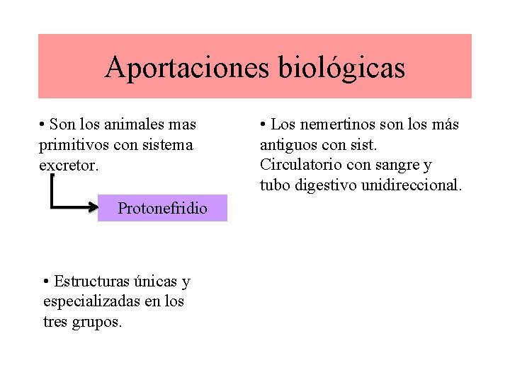 Aportaciones biológicas • Son los animales mas primitivos con sistema excretor. Protonefridio • Estructuras